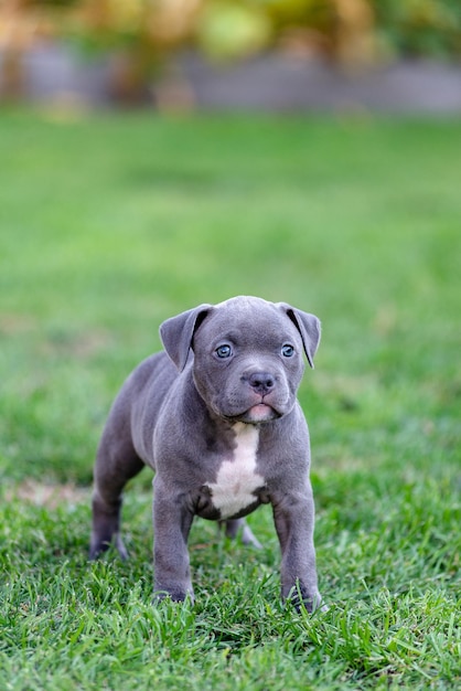 A little puppy of an American bulli walks on the grass in the summer park.