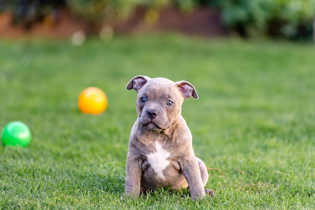 A little puppy of an American bulli walks on the grass in the summer park.