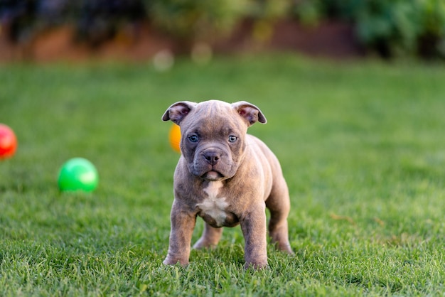 A little puppy of an American bulli walks on the grass in the summer park.