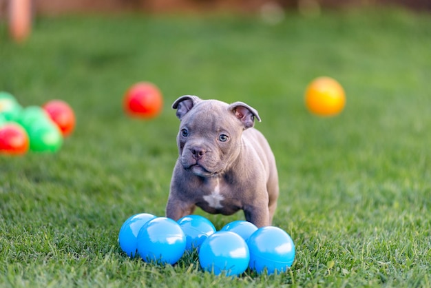 A little puppy of an American bulli walks on the grass in the summer park.