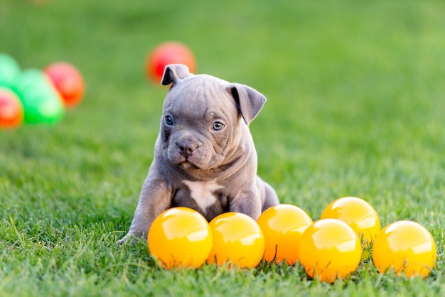 A little puppy of an American bulli walks on the grass in the summer park.