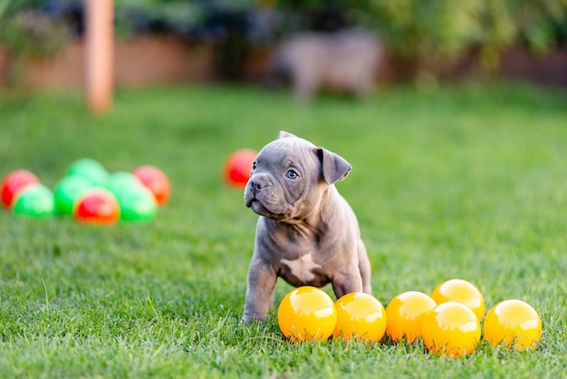 A little puppy of an American bulli walks on the grass in the summer park.