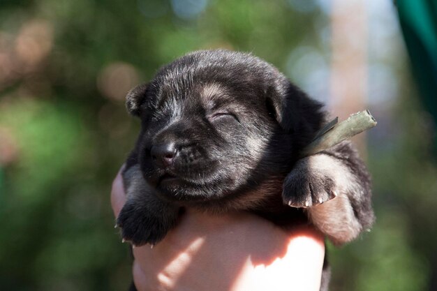 Little puppy of breed East European Shepherd in her arms