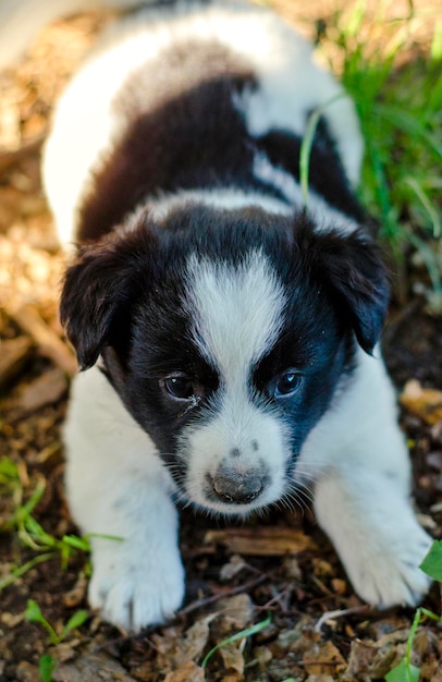 Little puppy in the grass