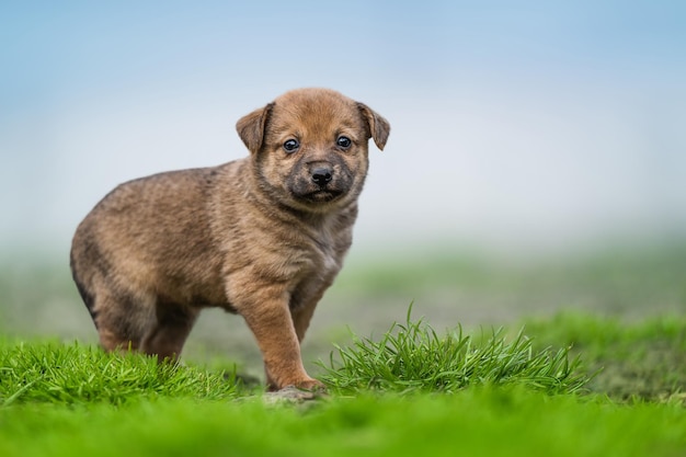 Little puppy on the green grass at the park