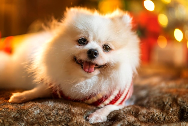 Little puppy lapdog pomeranian dog wear glasses sit relax casual lying on sofa with christmas tree decorating at backgroundanimal celebrating christmas and new year festive concept