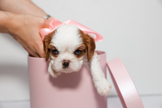 Little puppy with a soft pink bow in a round box of pink color on a white background