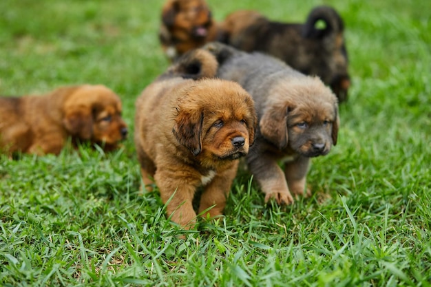 Little puppys Newfoundland running around playing in the summer park