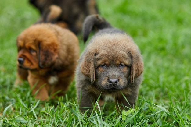 Little puppys Newfoundland running around playing in the summer park