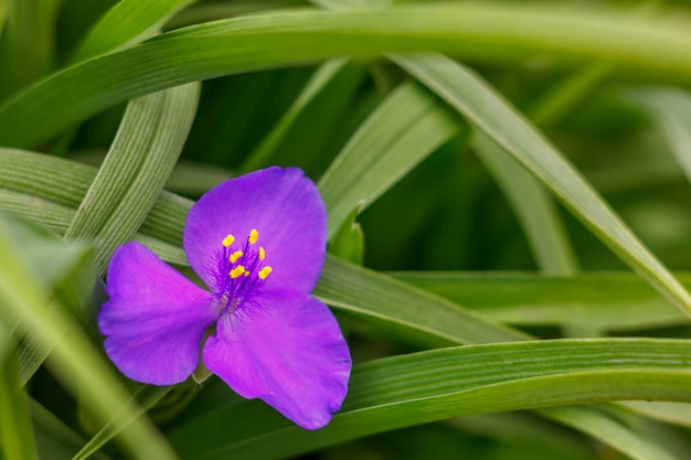 Little purple flower on green grass.