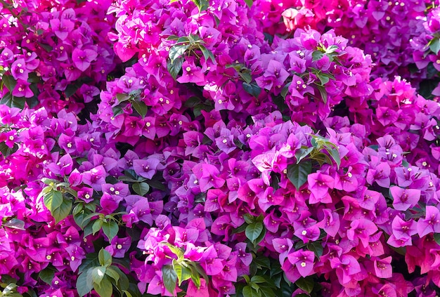 Little purple Flowers from Sicily