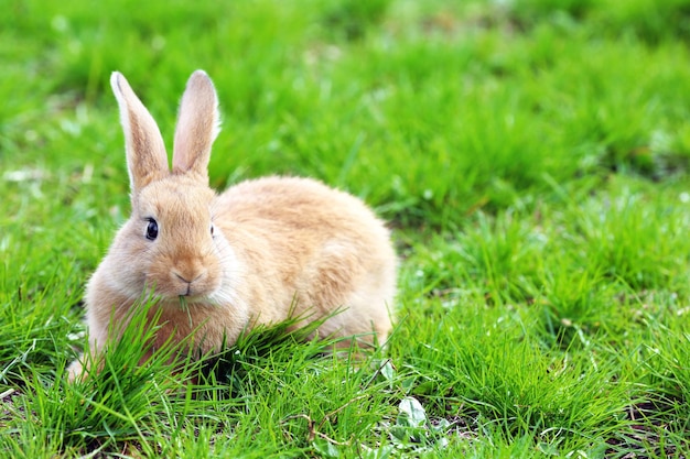 Little rabbit in grass closeup