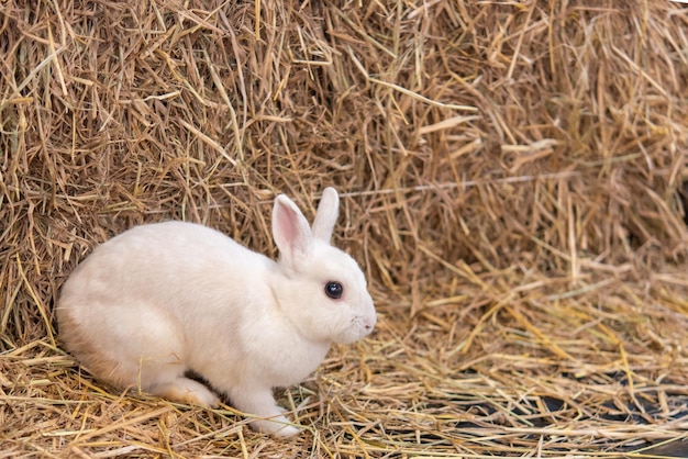 little rabbit on the hay