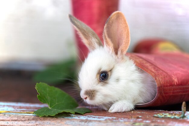 Little rabbit and rubber boots at the garden. Summer