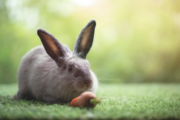 Little rabbit sitting or playing on green grass Cute rabbit in the meadow on garden nature background during spring