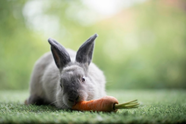 Little rabbit sitting or playing on green grass Cute rabbit in the meadow on garden nature background during spring