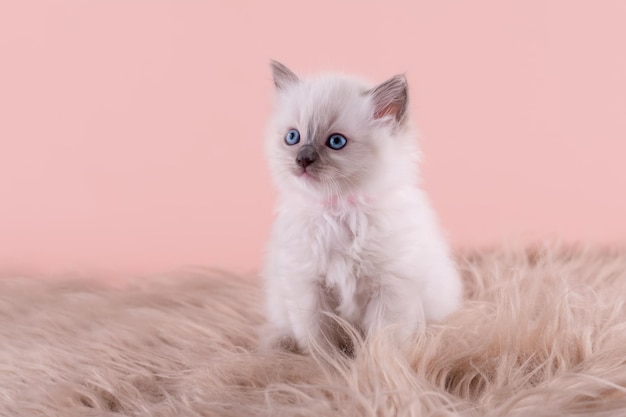 Little ragdoll kitten with blue eyes in pink collar sitting on a pink background