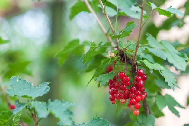 Little red berries under green leaves closeup