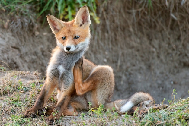 Little Red Fox itches near his hole.