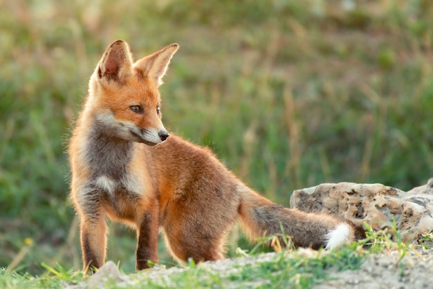 Little Red Fox near his hole.