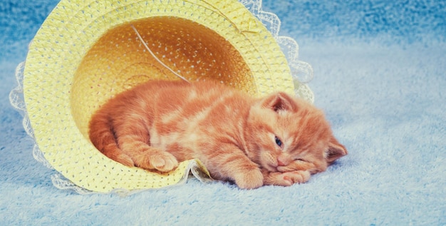 Little red kitten lying in the straw hat on a blue blanket