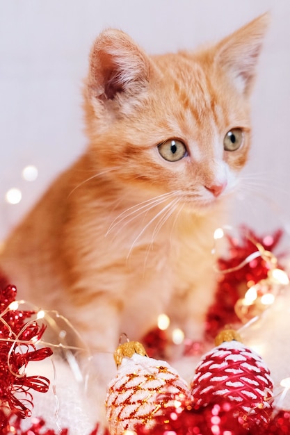 Little red kitten playing in Christmas decorations