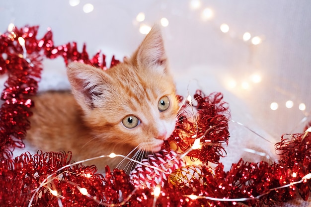 Little red kitten playing in Christmas decorations