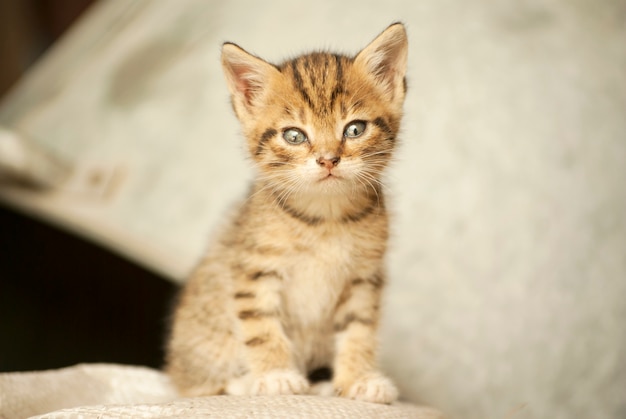 A little red kitten.