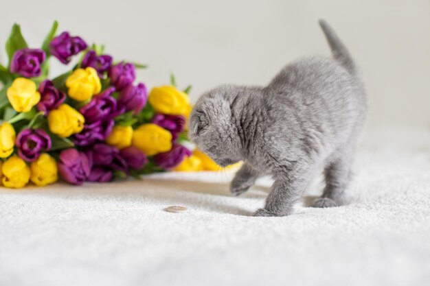 Little red Maine Coon kitten playing with the flower in bedroom