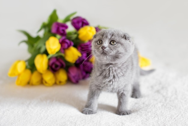 Little red Maine Coon kitten playing with the flower in bedroom