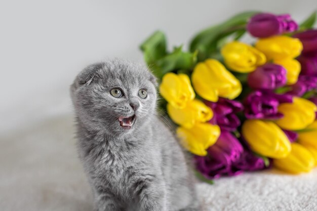 Little red Maine Coon kitten playing with the flower in bedroom