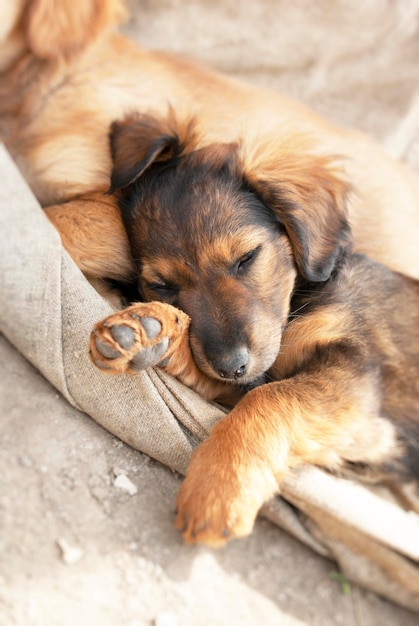 Little red puppy sleeps sweetly with his brother