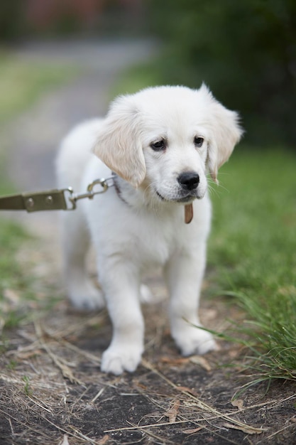 Little retriever puppy walking outside on a leash Cute little golden retriever puppy