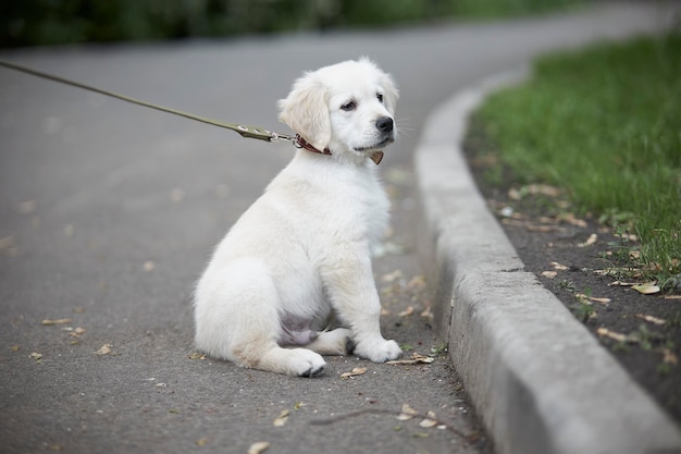 Little retriever puppy walking outside on a leashCute little golden retriever puppy