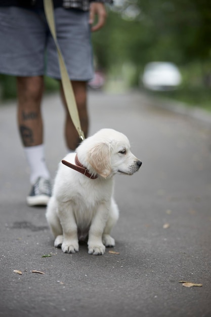 Little retriever puppy walking outside on a leashCute little golden retriever puppy