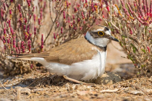 Photo little ringed plover charadrius dubius malaga spain