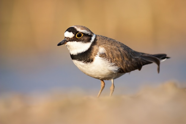 Little ringed plover standing near the riverbank in spring