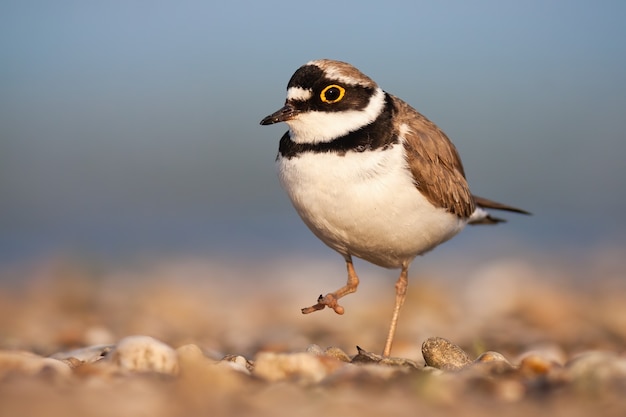 Little ringed plover walking on riverbank in spring