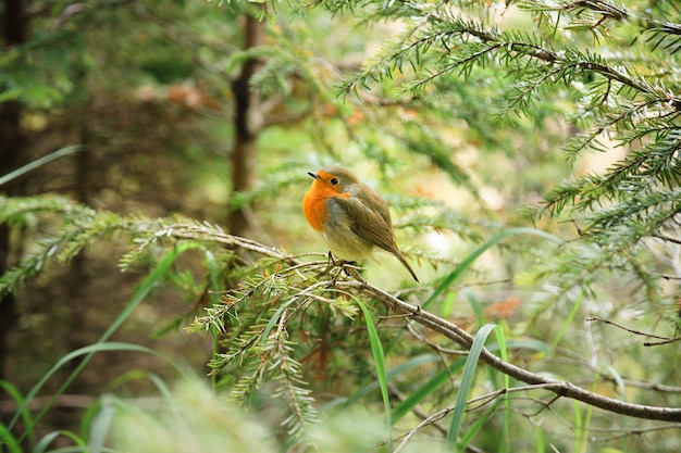 Little ruffled robin chick