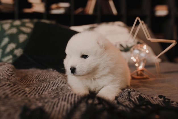 Little samoyed carnivore puppy for christmas