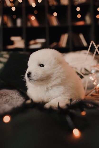 Little samoyed carnivore puppy for christmas