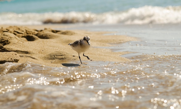 Little sea bird (calidris alba sanderling) walk on shallow water on sand beach. 