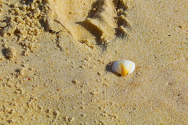 Little shell on sand