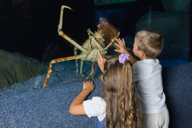 Little siblings looking at fish tank