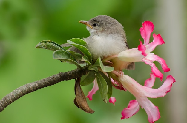 little singing bird perched on flower