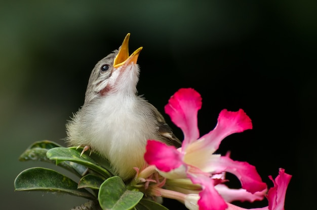 little singing bird perched on flower