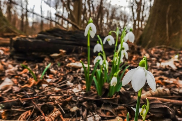 Little snowdrops in the forest floor in the spring