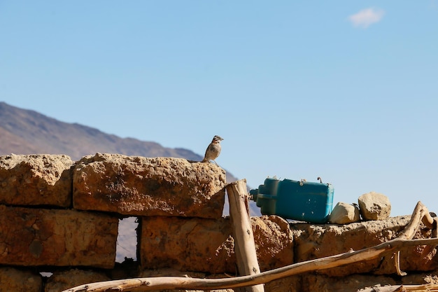 Little sparrow standing on adobe bricks and blue sky