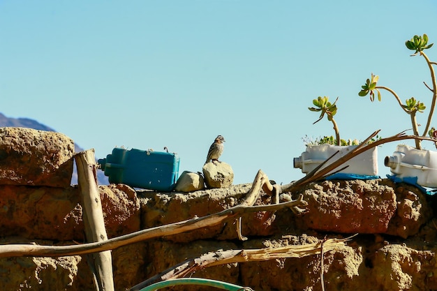 Little sparrow standing on adobe bricks and blue sky