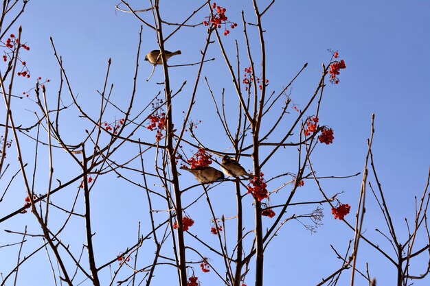 little sparrows on tree twigs of ashberry tree with red berries and blue sky on background